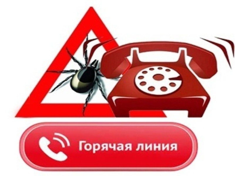 «Горячая линия» по профилактике клещевого энцефалита!.