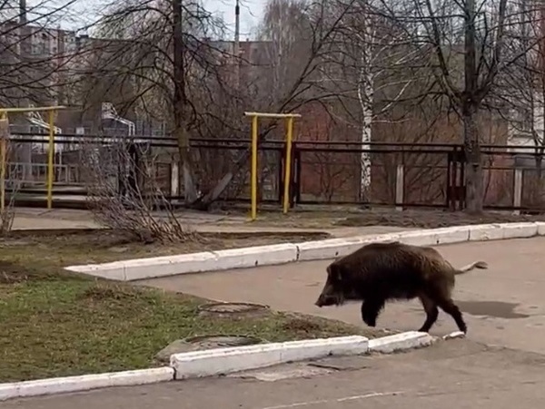 На территорию города забежал кабан.