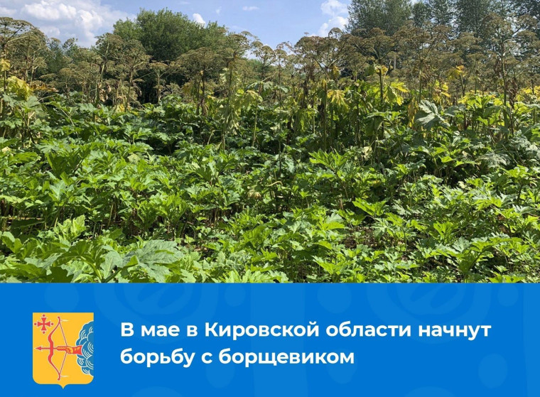В мае в Кировской области начнут борьбу с борщевиком. В мае в Кировской области начнут борьбу с борщевиком.