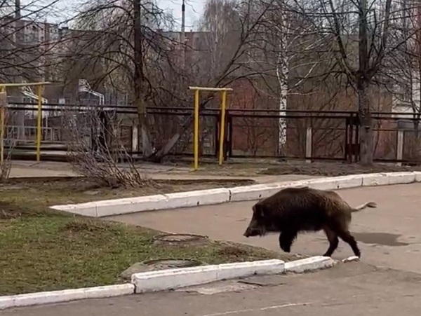 На территорию города забежал кабан. На территорию города забежал кабан.